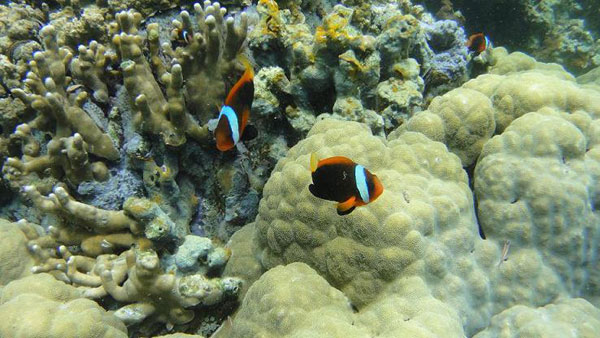 海底奇觀之首免簽小眾海島帕勞之旅