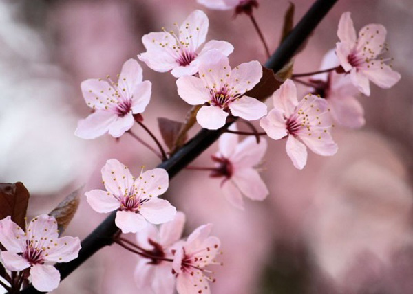 櫻花季來了！Airbnb帶您像本地人一樣“花見”