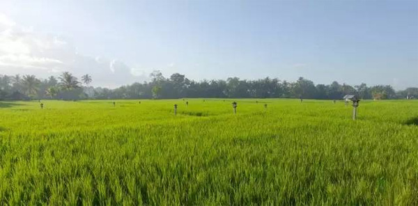 巴厘島烏布塔娜伽嘉Chedi Club，文青范度假