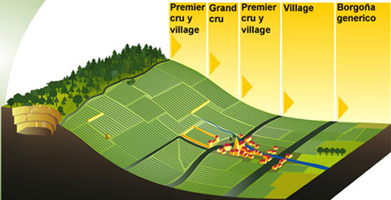 最好的勃艮第葡萄園通常位于山腰部位，山頂和山底的田地次之
