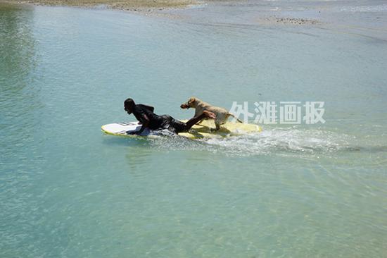 不少游客帶著寵物一起度假，金毛犬已經(jīng)能熟練跳上滑水板