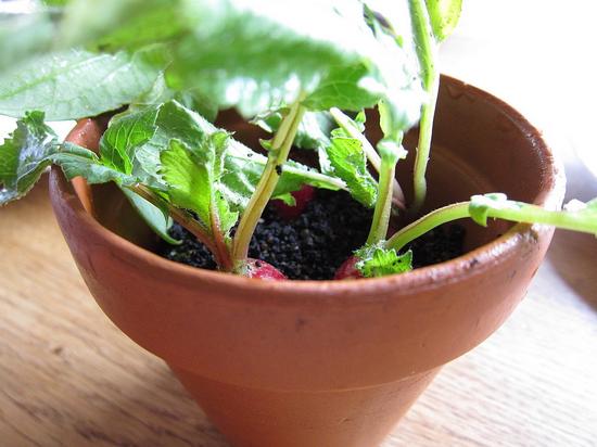 Radish， soil and grass 小蘿卜、土和草