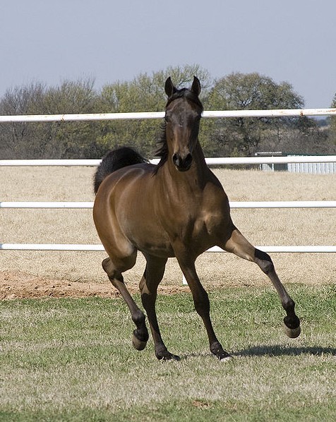 世界名馬介紹之阿拉伯馬,世界十大名馬排行榜top3