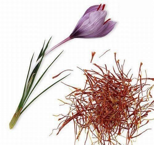 世界上最貴的調(diào)味品番紅花(Crocus sativus)的雄蕊