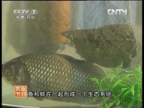 五年后，CCTV攜手長生鳥再探‘能吃的珍珠’