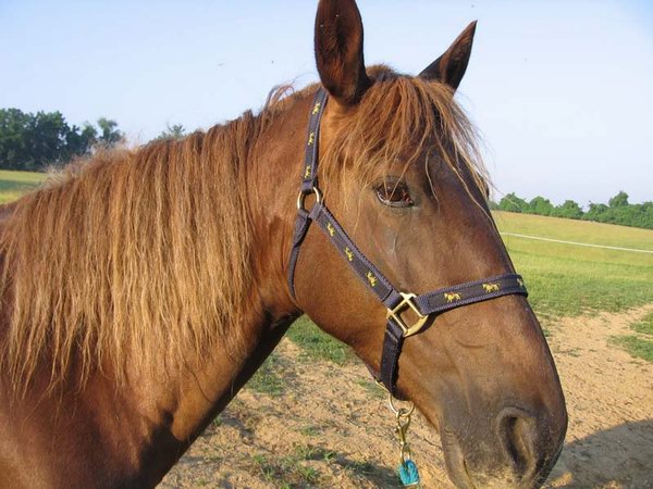 夸特馬(Quarter Horse) ,美國最流行的馬種