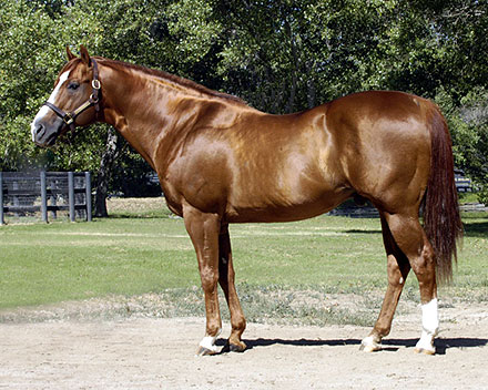 夸特馬(Quarter Horse) ,美國最流行的馬種