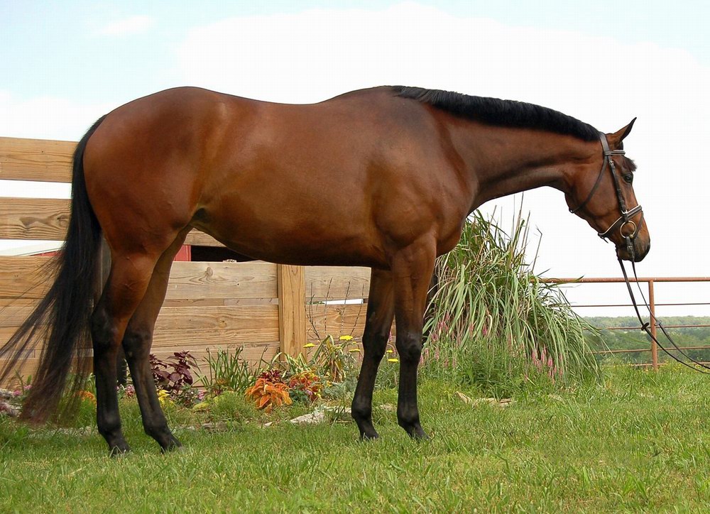 夸特馬(Quarter Horse) ,美國(guó)最流行的馬種