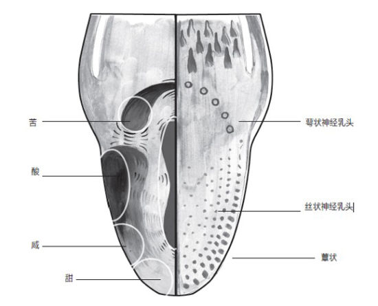 舌頭對(duì)各種味道的敏感度